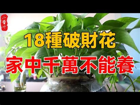 財位放什麼花|財位放什麼植物最好？5種招財植物，財運亨通一整年